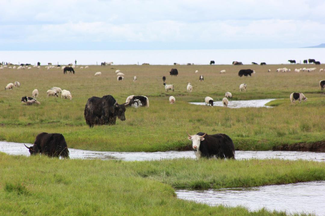 How does yak wool compare to other fibres? SHOKAY