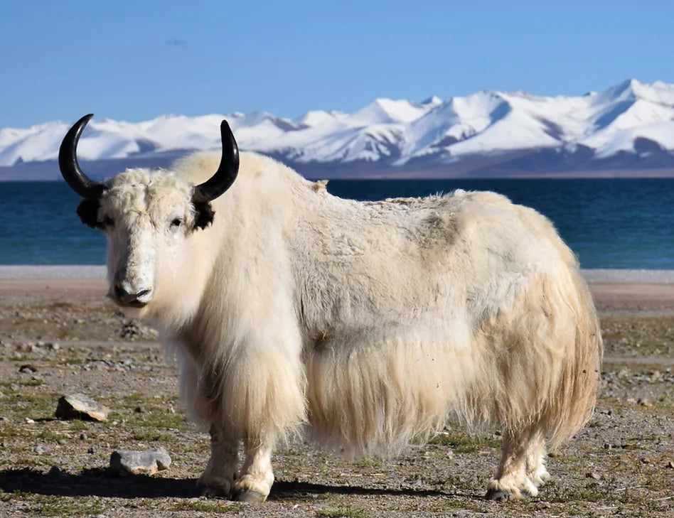 About the Yak | Shokay – SHOKAY